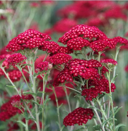 Pelašķis 'Red Velvet' (pieejams no jūnija)